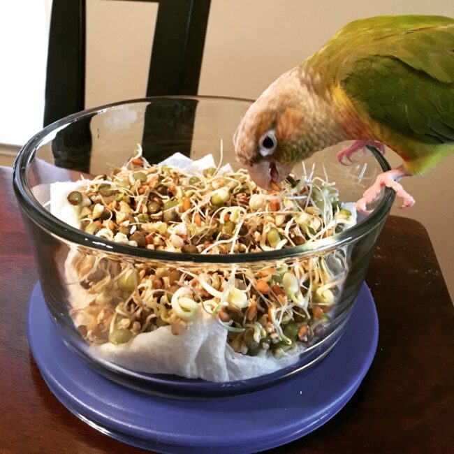 image8 Pineapple green-cheeked conure eating BBFE sprouts.