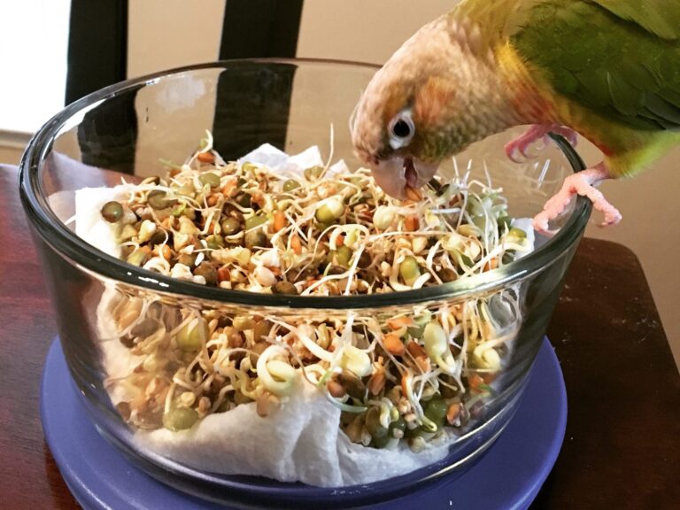 Pineapple green-cheeked conure eating BBFE sprouts.