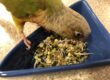 Pineapple green-cheeked conure eating BBFE sprouts.
