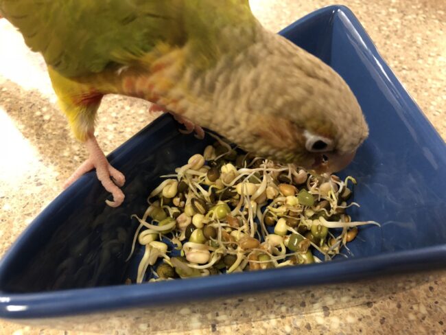 Pineapple green-cheeked conure eating BBFE sprouts.