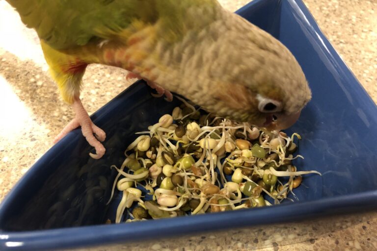 Pineapple green-cheeked conure eating BBFE sprouts.