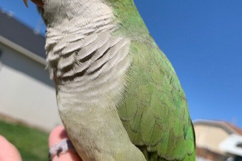 Quaker Parrot