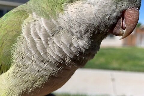 Quaker Parrot