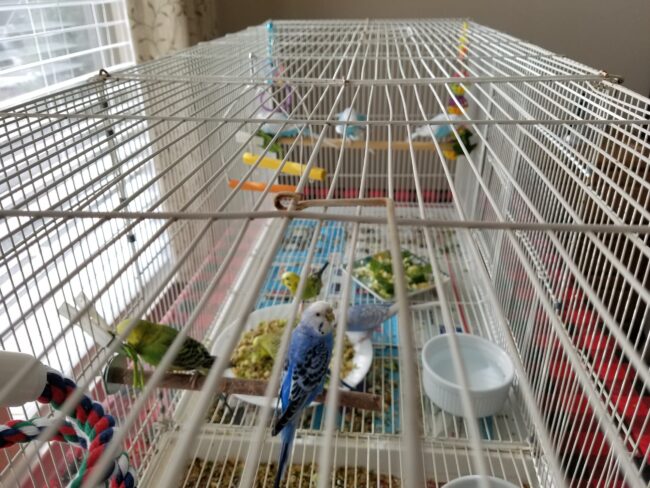 Best Budgie Diet, Best Budgie Sprouts