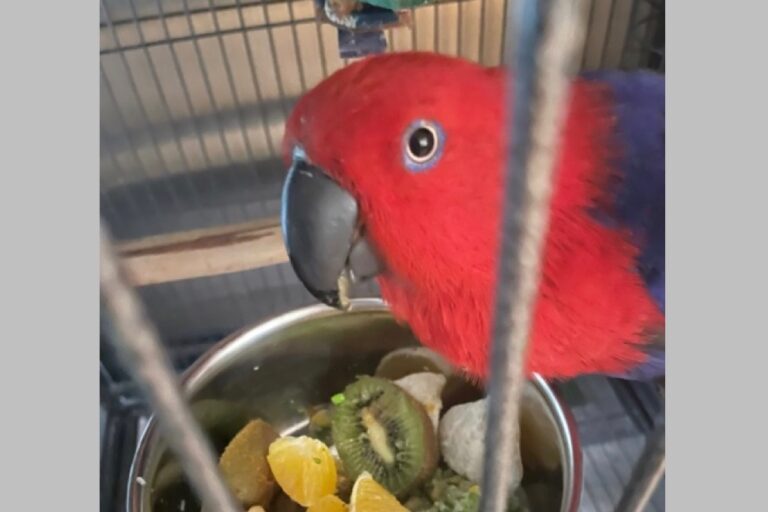 Eclectus female