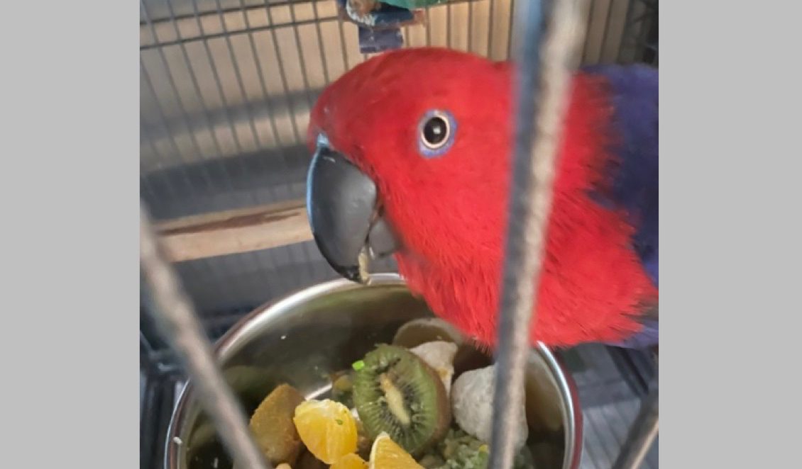 Read more about the article Parrot Comfort Sounds