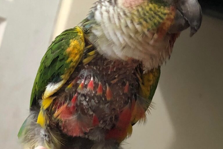 Feather destruction in Pineapple green-cheeked conure.