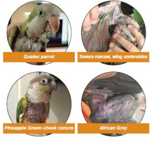 Parrots with feather destruction condition