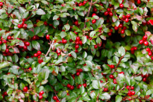 wintergreen plant, the source of some of listerine's ingredients