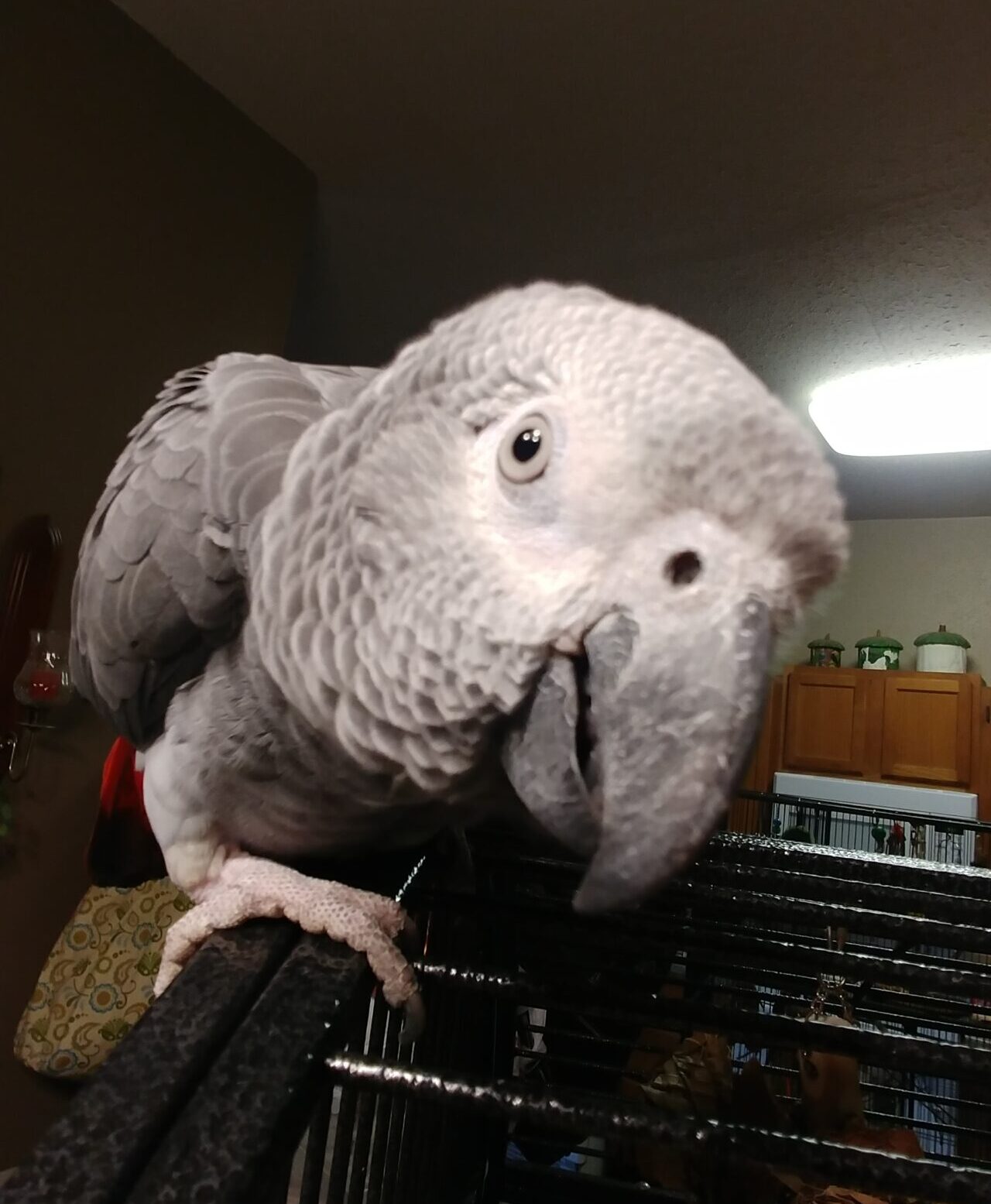 Read more about the article How Sound Affects Birds