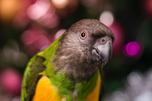 Senegal parrot
