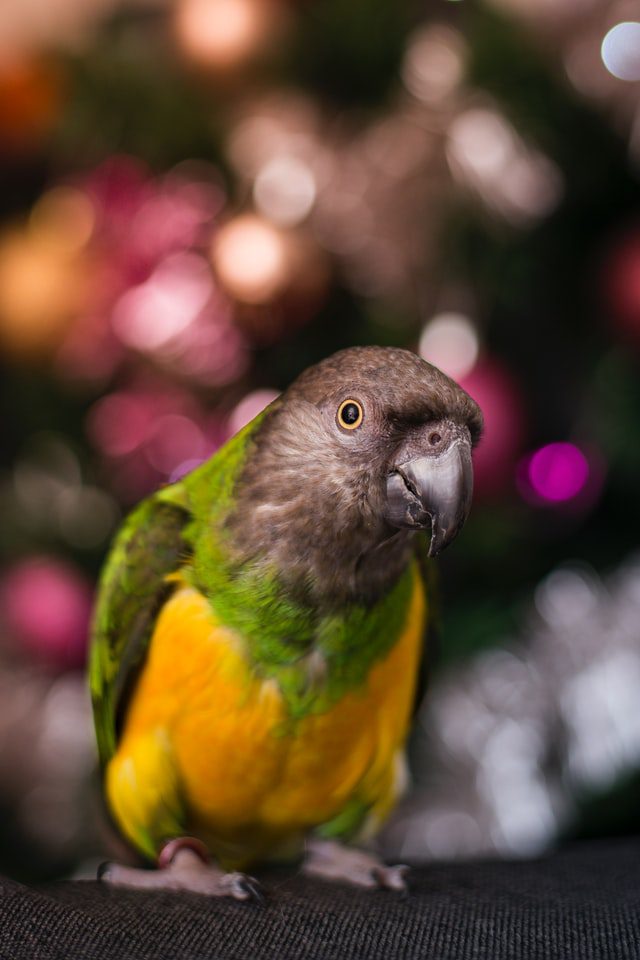 Senegal parrot
