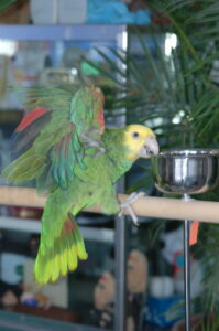 parrot not eating soy