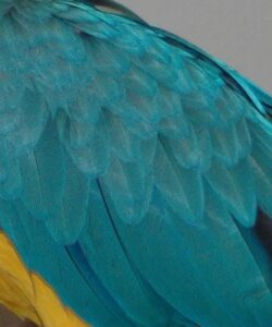 Healthy feathers of a Blue & Gold macaw.