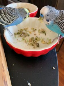 These budgies love BBFE! sprouts!