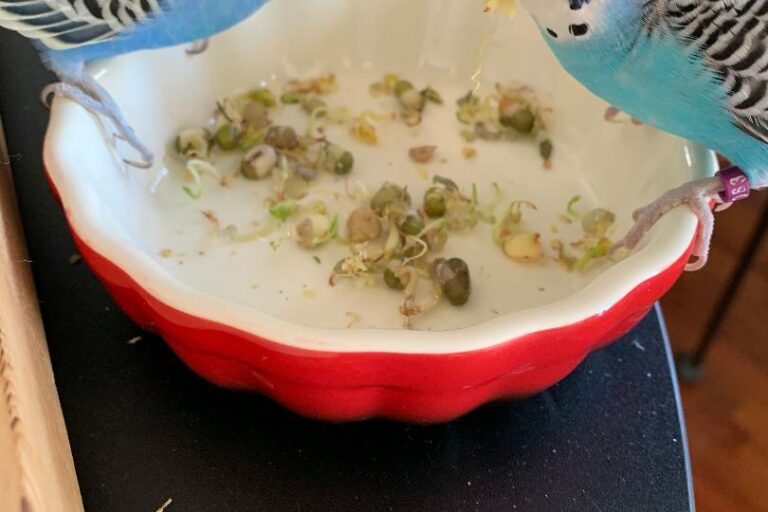 Best Budgie Sprouts