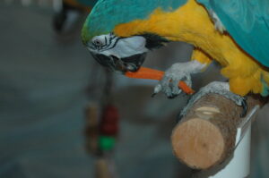 Can parrots eat carrots? Yes! Look at this macaw enjoying a carrot finger.