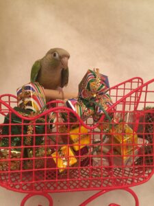 parrot food pineapple green-cheeked conure. kiwi's story