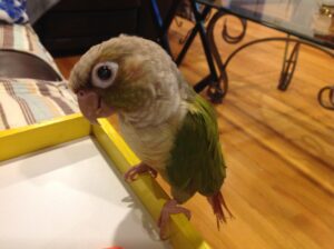 parrot food for Green-cheeked conure Kiwi's story