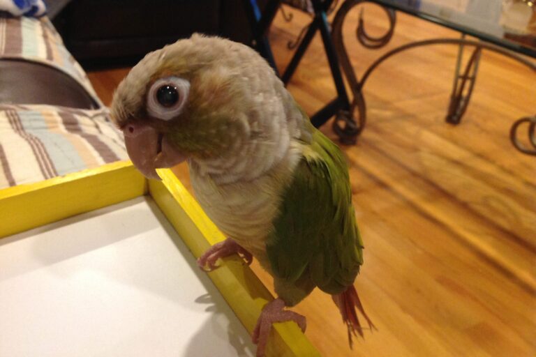 parrot food for Green-cheeked conure