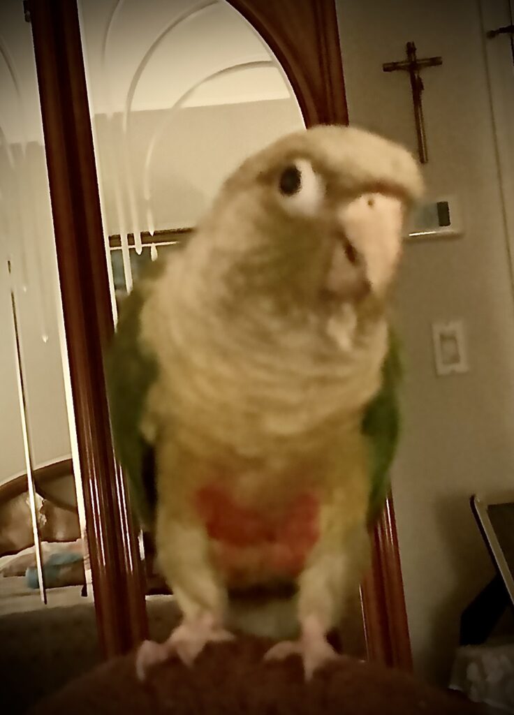 parrot food best for green-cheeked conure
