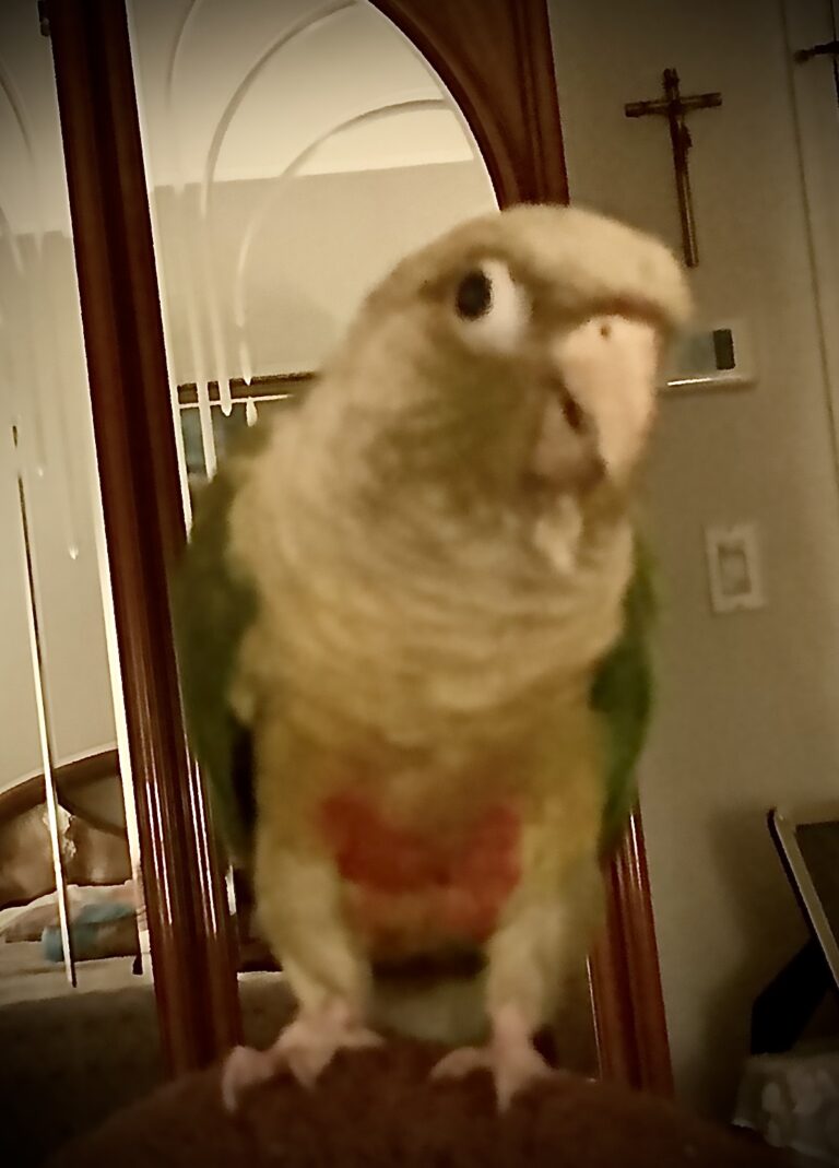 parrot food best for green-cheeked conure