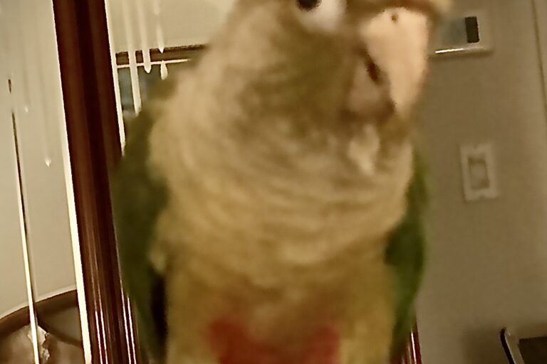 parrot food best for green-cheeked conure