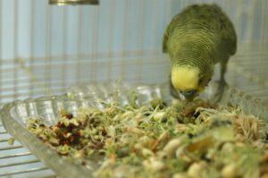Budgies eat broccoli sprouts too