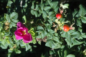 Rosehips in the rose bush
