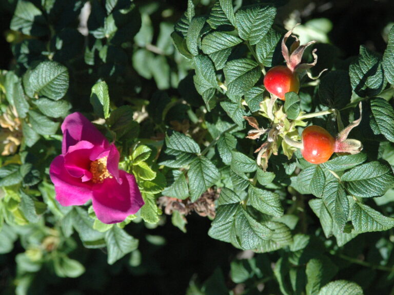 best organic parrot food