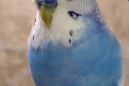 best parrot diet, best talking budgie, best talking parrot, best organic parrot food. teach your parrot to talk