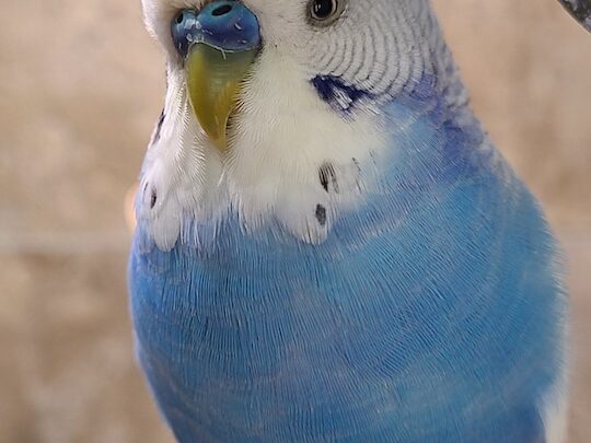 best parrot diet, best talking budgie, best talking parrot, best organic parrot food. teach your parrot to talk