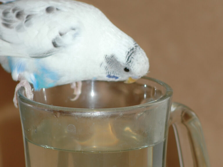 best budgie sprouts, best budgie diet