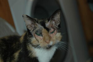 Feline Atopic Dermatitis