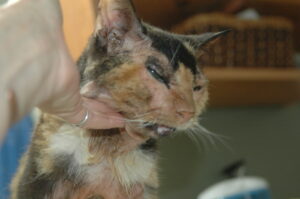 Feline Atopic Dermatitis