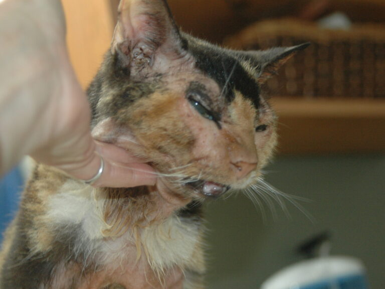 Feline Atopic Dermatitis