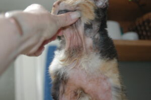 Feline Atopic Dermatitis